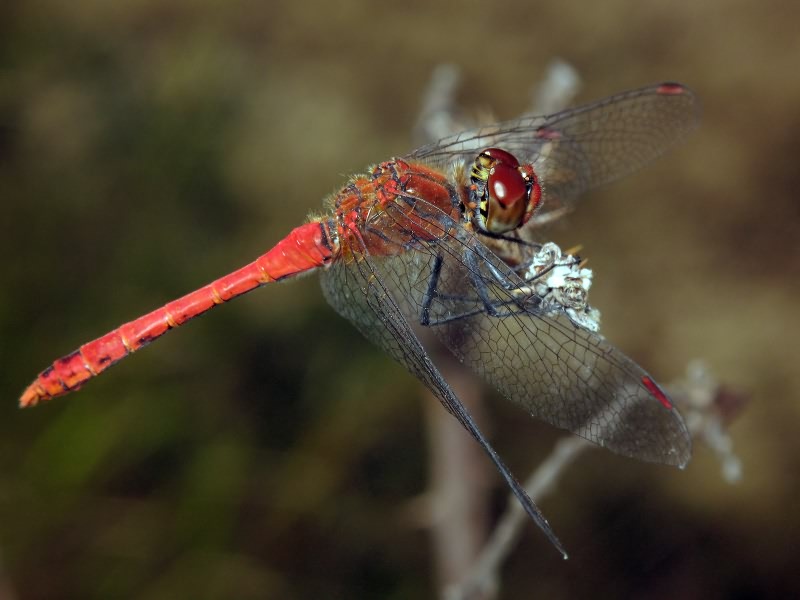 Sympetrum sanguineum (Müller, 1764)